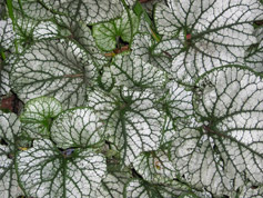 Garden Consultancy 04