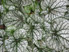 Darren Rudge: Garden Consultancy Thumbnail 04