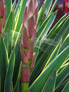 Darren Rudge: Garden Maintenance Specifications Thumbnail 04