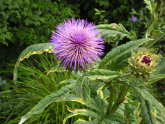 Garden Maintenance Specifications 05