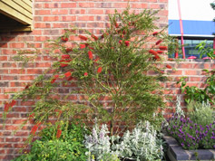 Garden Maintenance Specifications 06