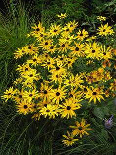 Garden Makeover Plans 06
