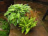 Darren Rudge: Garden Talks and Lectures Thumbnail 01