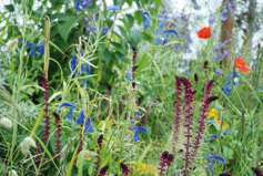Garden Talks and Lectures 05