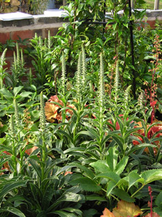 Garden Talks and Lectures 06