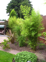 Patio Planting & Re-development : Before 02